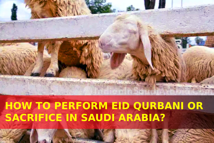 Procedure to Perform Eid Qurbani (Sacrifice or Udhiya) in Saudi Arabia